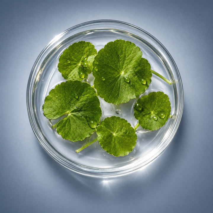 Centella Asiatica
